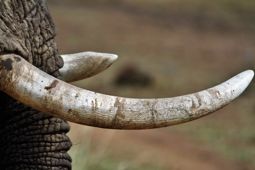 Purvashada Nakshatra Image Elephant Tusk