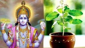 Tulsi plant and Lord Vishnu