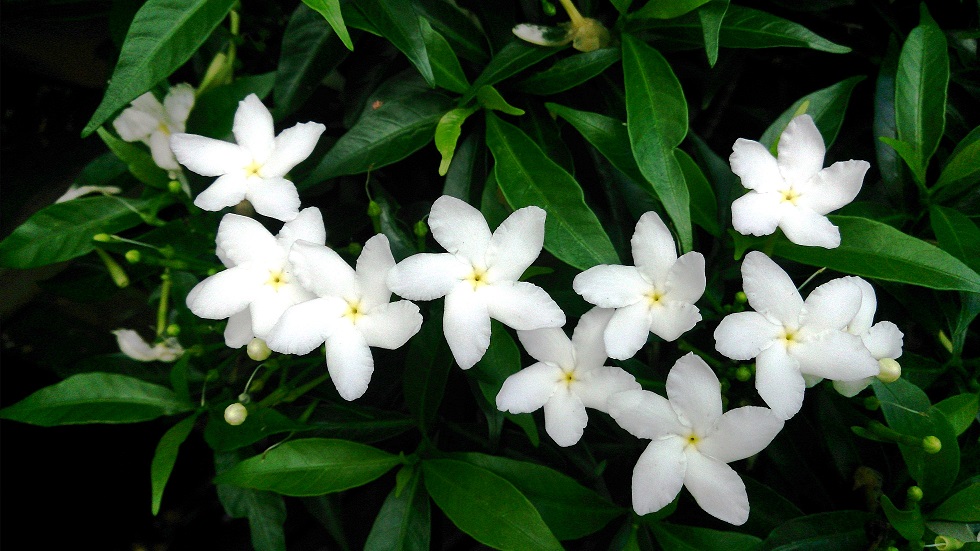 Jasmine Plant (vastu compliant indoor plants)